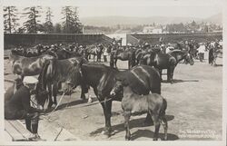 Hesteutstilling på Frogner stadion under «Bøndernes Uge». Foto: Nasjonalbiblioteket
