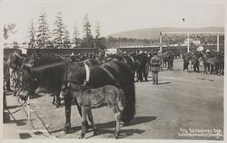 Hesteutstilling på Frogner stadion under «Bøndernes Uge». Foto: Nasjonalbiblioteket