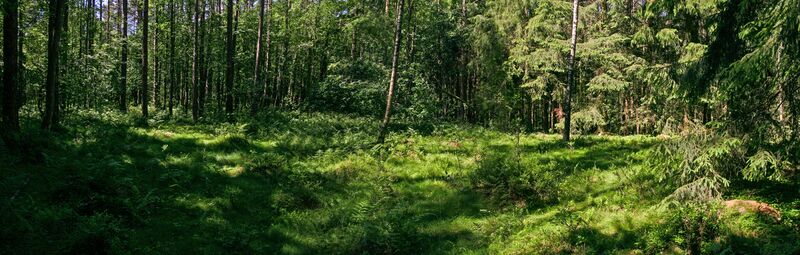 Tingplassen, knapt synlig da den er overgrodd.