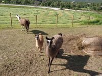 2. 20447 Folldal 145 Stor-Eide 3 Sletten.jpg