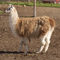 3. 20490cr Lama glama.jpg