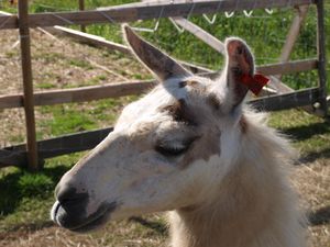20498 Lama glama.jpg