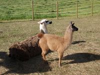 5. 20511 Lama glama.jpg