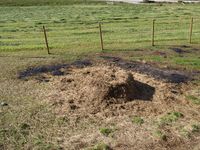 6. 20512 Lama glama.jpg