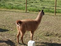 7. 20517 Lama glama.jpg