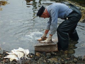 2075 skuring av modna saltfisk.jpg