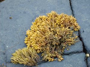 2089 Pelvetia canaliculata.jpg