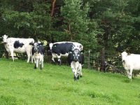 STN på Myran i Oppdal kommune. Foto: Olve Utne (2010).