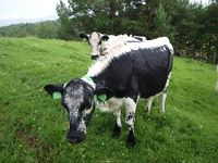 STN på Myran i Oppdal kommune, juli 2010.