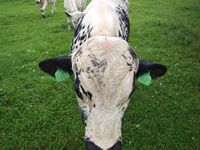 STN på Myran i Oppdal kommune. Foto: Olve Utne (2010).