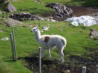 1. 21828 Lama glama, Smoela.jpg