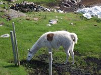 2. 21829 Lama glama, Smoela.jpg