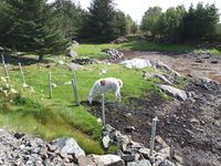 3. 21830 Lama glama, Smoela.jpg