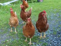 37. 22543s brune italienarar.jpg