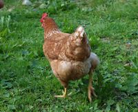 36. 22578s brun italienar.jpg