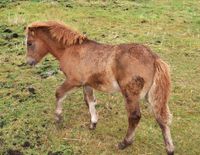 26. 23121crj nordlandshest paa Tustna.jpg