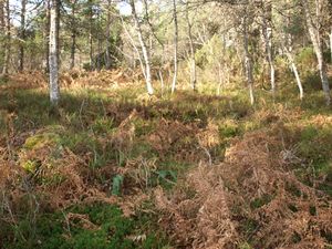 25849 Dalan - sommarfjoestuft.jpg