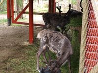 Rein i Namsskogan Familiepark i Namdalen. Foto: Olve Utne, juli 2012.