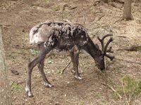 Rein i Namsskogan Familiepark i Namdalen. Foto: Olve Utne, juli 2012.