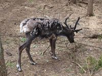 Rein. Foto: Olve Utne (juli 2012).