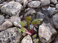 Fyrsteårsvekst av fjellkvann i vesthellinga mellom Davep Tjåhkkå og Saltfjellveien ved sørenden av Saltfjellet. Foto: Olve Utne (2012).