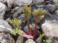 Fyrsteårsvekst av fjellkvann i vesthellinga mellom Davep Tjåhkkå og Saltfjellveien ved sørenden av Saltfjellet. Foto: Olve Utne (2012).