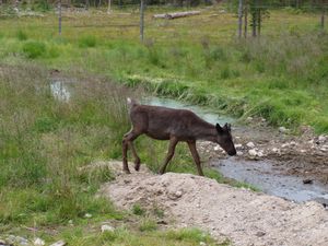 27448 Baatsuoj Rangifer tarandus.jpg