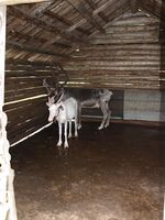 Rein i Båtsuoj Samecenter. Foto: Olve Utne, juli 2012.