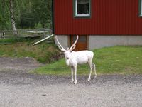 Rein i Båtsuoj Samecenter. Foto: Olve Utne, juli 2012.