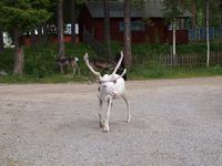 Rein i Båtsuoj Samecenter. Foto: Olve Utne, juli 2012.