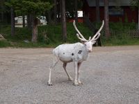 Rein i Båtsuoj Samecenter. Foto: Olve Utne, juli 2012.