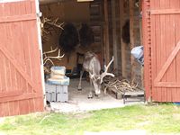 Rein i Båtsuoj Samecenter. Foto: Olve Utne, juli 2012.