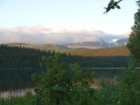 Andreårsvekst av fjellkvann i Fatmomakke. Foto: Olve Utne (2012).