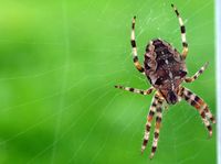 156. 29638crj Araneus diadematus.jpg