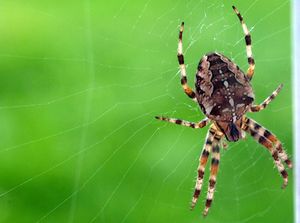 29638crj Araneus diadematus.jpg