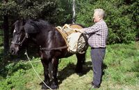 Hest og kløv. Foto: Torfinn Normann Hageland
