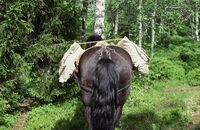 Hest og kløv. Foto: Torfinn Normann Hageland