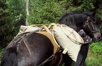 Hest og kløv. Foto: Torfinn Normann Hageland