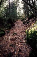 Tydelig hôlveg i Hommekleiva. Foto: Torfinn Normann Hageland.