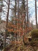 340. 31340 skog med bøk Tustna.jpg