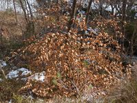 341. 31342 skog med bøk Tustna.jpg