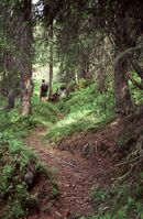 Tydelig hôlveg nær Kringleåsan. Foto: Torfinn Normann Hageland.