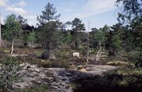 Berglendt mellom myrer på Skyllingsheia. En vegviservarde står til venstre. Foto: Torfinn Normann Hageland