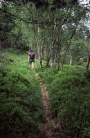 Tydelig hôlveg på Skyllingsheia. Folk på veg mot nord. Foto: Torfinn Normann Hageland