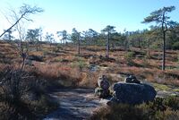 Knyllinger (vegvisersteiner). Foto: Torfinn Normann Hageland.