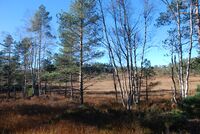 Hellelegginga over Lundeslåtta er overgrodd av ei trerekke. Foto: Torfinn Normann Hageland.