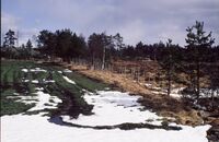 Hellelegginga over Storemyr er overgrodd, men ligger langs kanten av ei dyrka myr. Foto: Torfinn Normann Hageland.