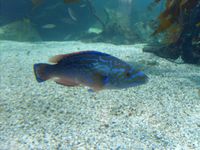 1. 3871 Labrus mixtus.jpg