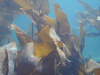 3. 3903 Laminaria hyperborea.jpg