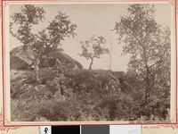 30. 406. Sogn, Vegetation paa Fillefjeld - NB bldsa AL0406.jpg